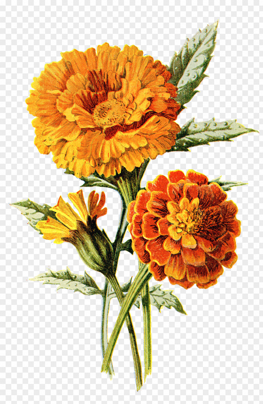 Marigold Mexican Flower Calendula Officinalis Drawing Clip Art PNG