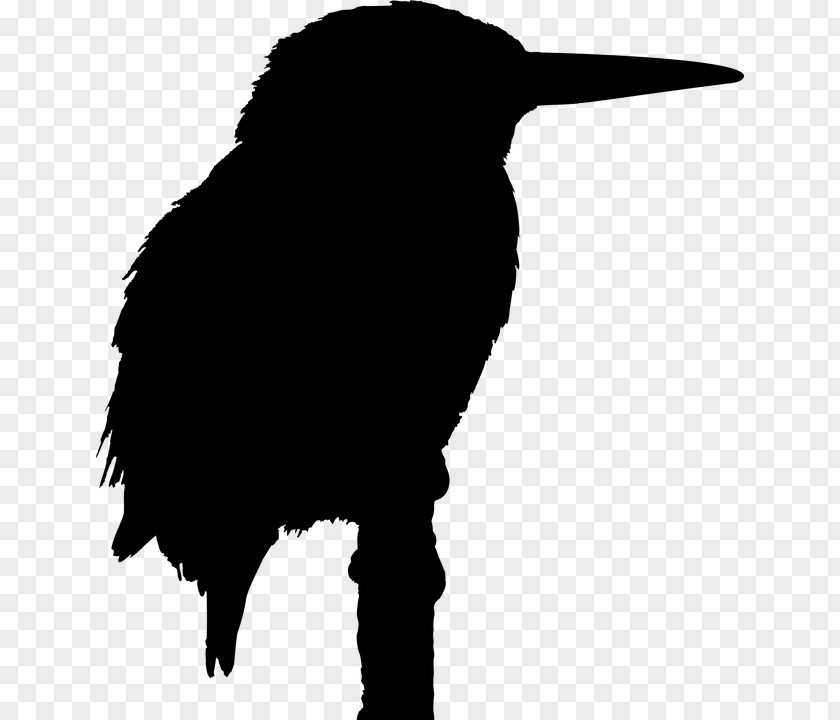 Bird Big Silhouette Kingfisher PNG