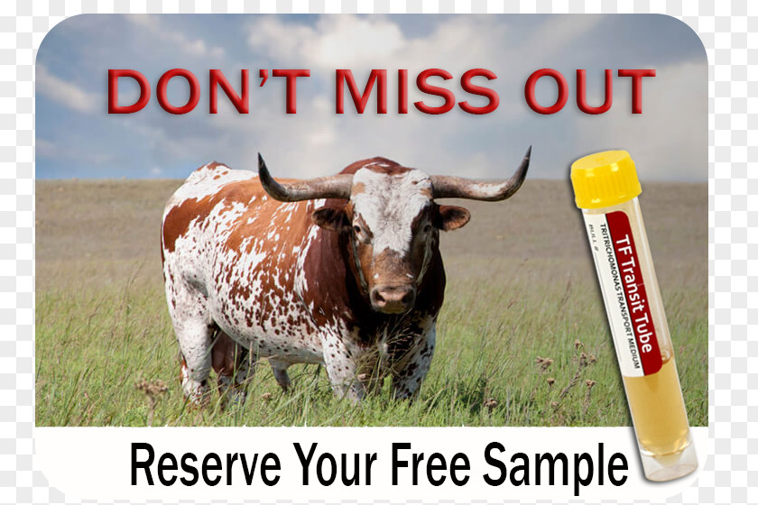 Bovine Texas Longhorn Ranch Agriculture Farm Ox PNG