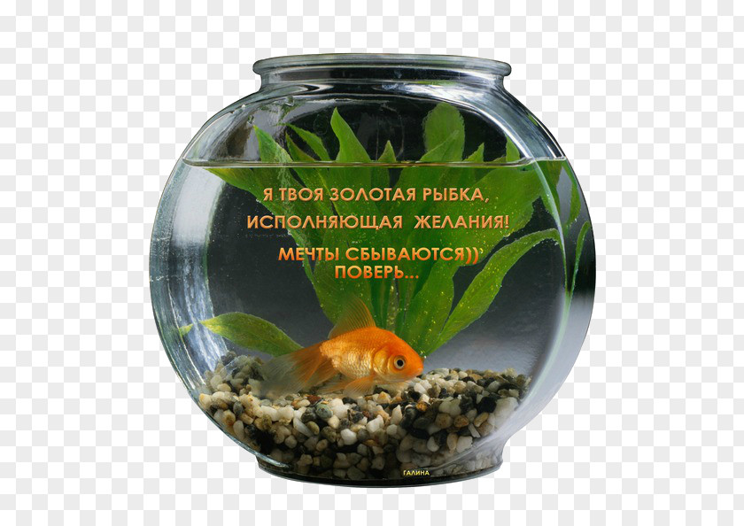 Fish Goldfish Aquarium GIF Wish PNG