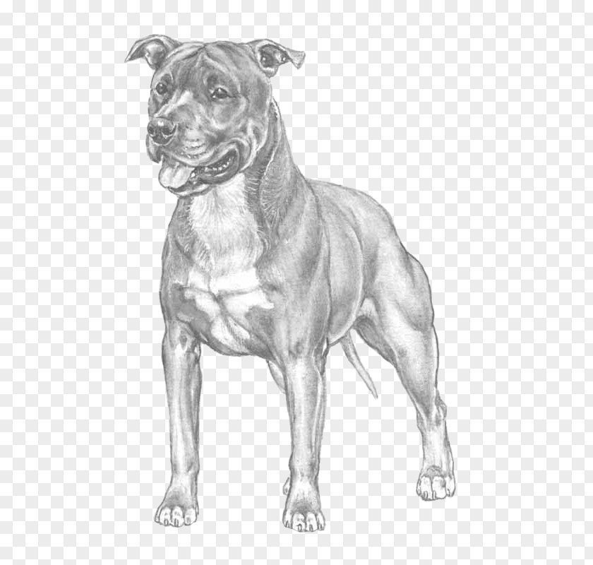 Race American Pit Bull Terrier Staffordshire PNG