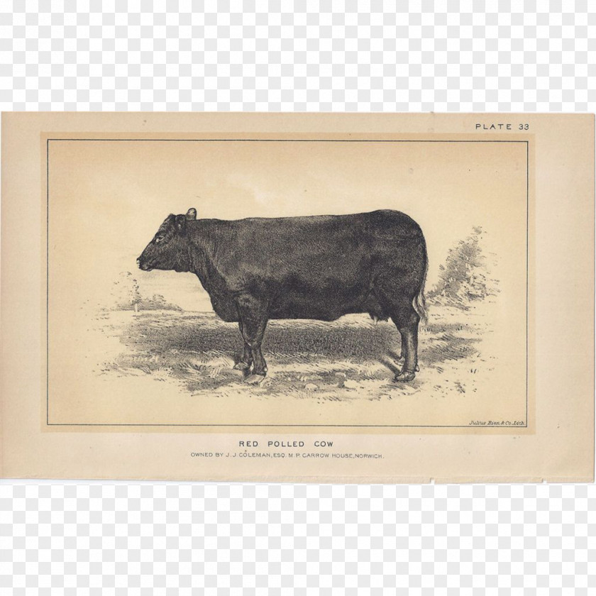 Bull Cattle Ox Pig Picture Frames PNG