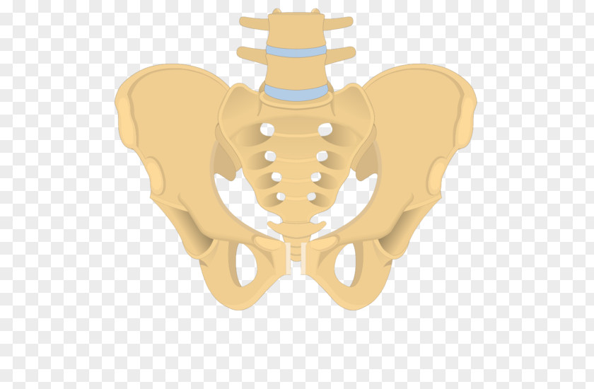 Sacrum Hip Bone Obturator Foramen Anatomy PNG