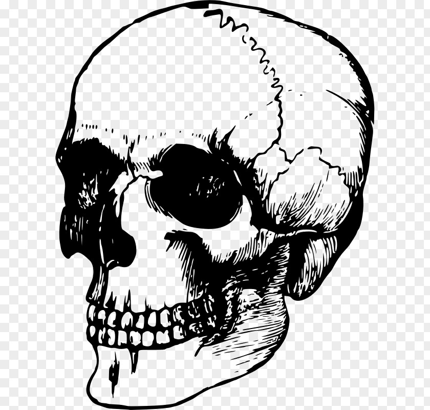 Skull Rose Human Skeleton Head Drawing PNG