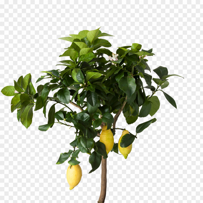 Tropical Fruit Lemon Houseplant IKEA Flowerpot PNG