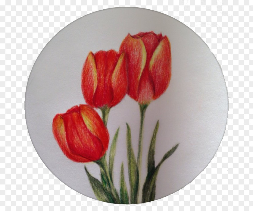 Tulip Painting Art PNG