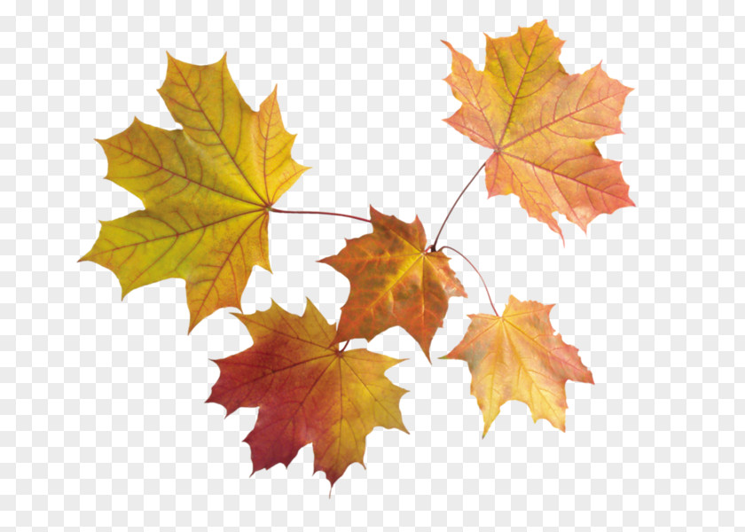 Autumn Image File Formats Leaf Color PNG