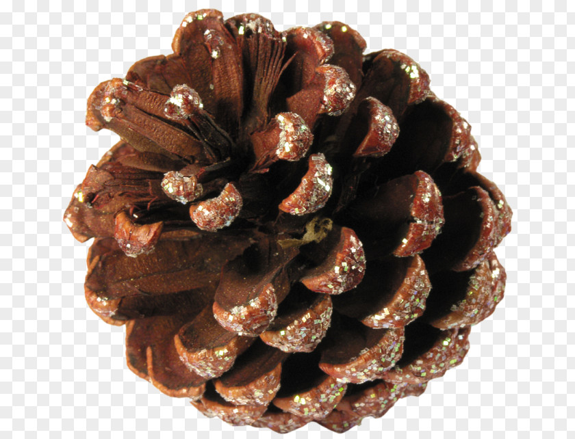 Conifer Cone Pine Spruce Honey PNG