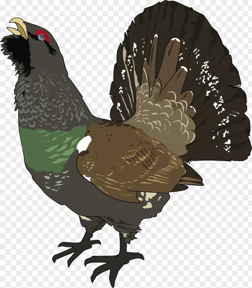 Grand Bird Western Capercaillie Grouse Clip Art PNG