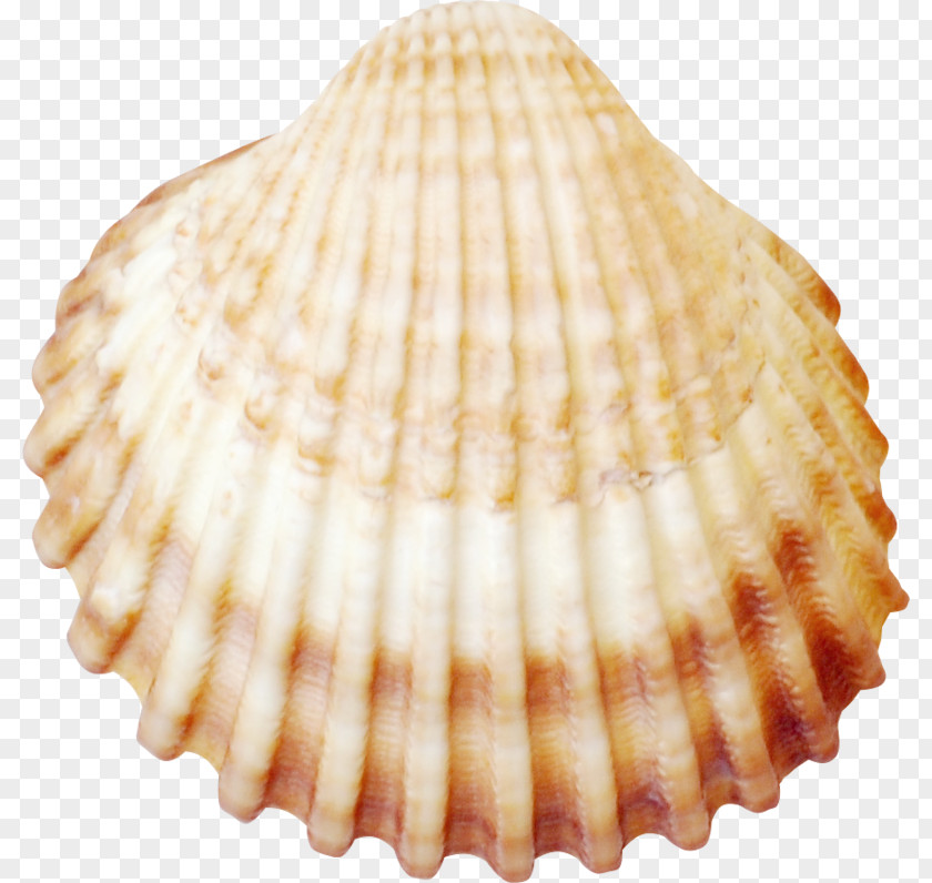Seashell Cockle Conchology Tellins Veneroida PNG
