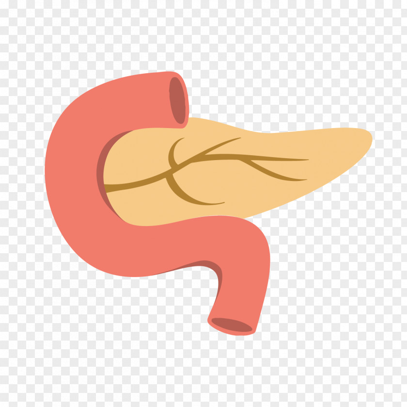 Pancreas Cartoon Clip Art PNG