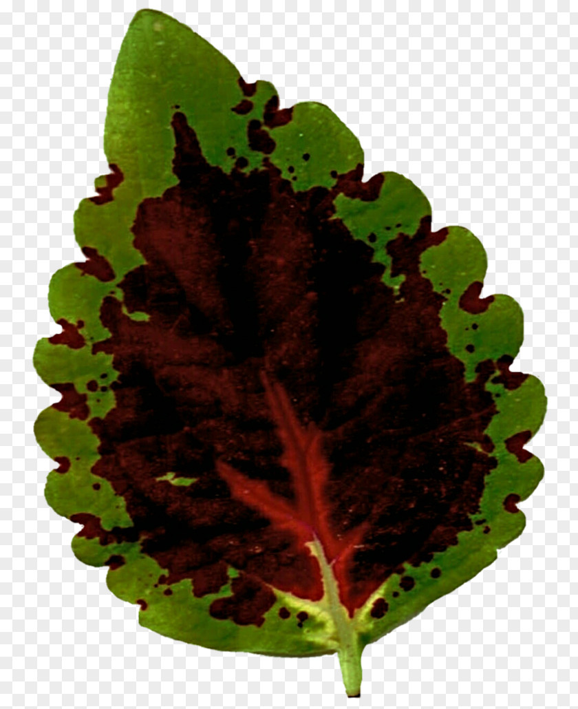 Speckled Leaf Vegetable Plant Pathology Herb PNG