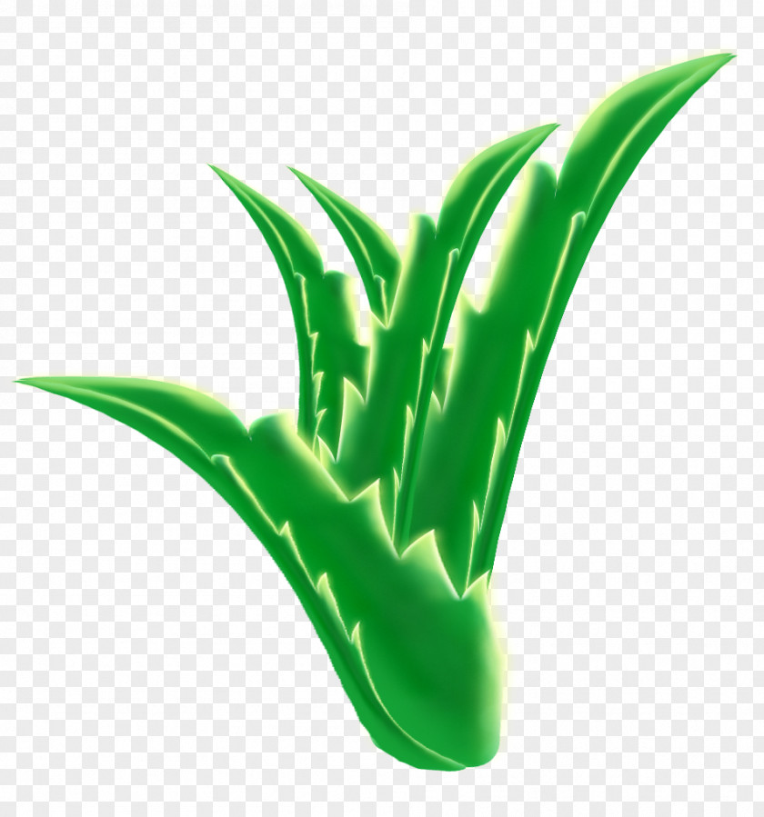 Aloe Vera No PNG