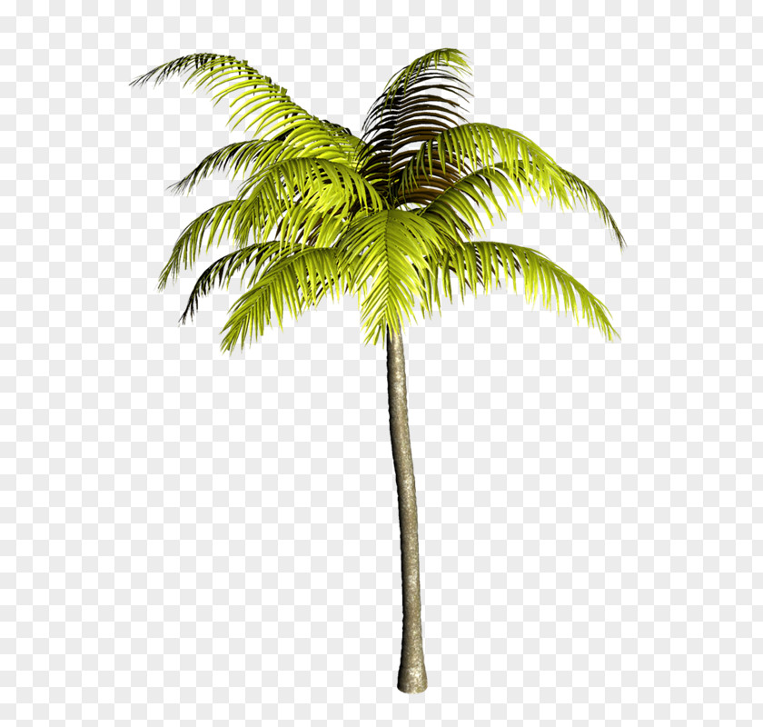 Coconut Asian Palmyra Palm Arecaceae Babassu Oil Palms PNG
