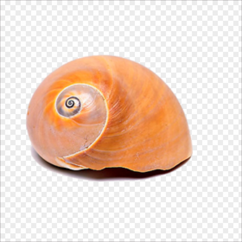Conch Sea Snail Seashell Conchology PNG
