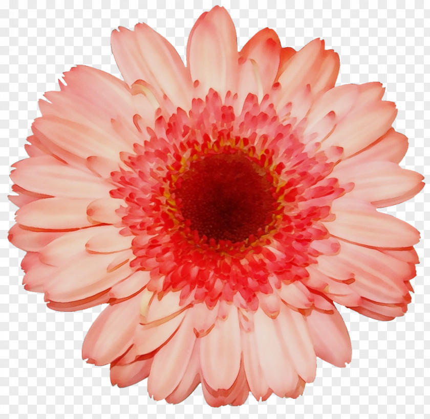 Daisy Family Orange PNG