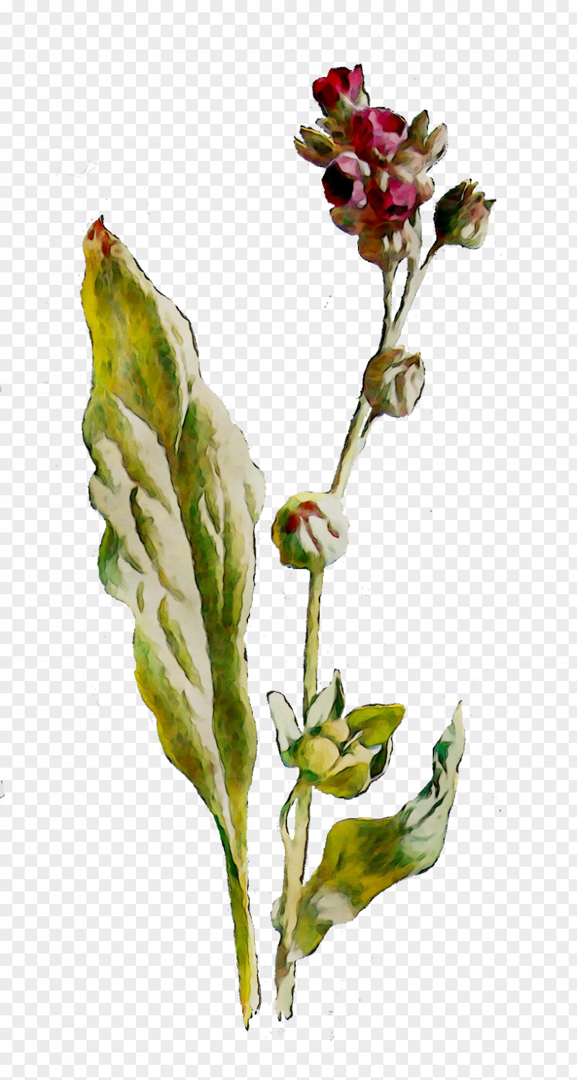 Flowering Plant Bud Stem Plants PNG