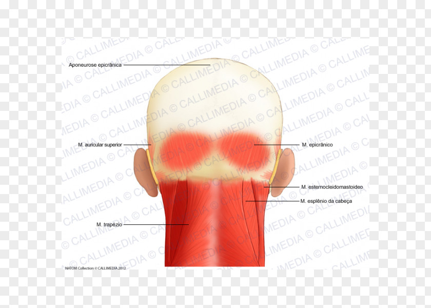 Nose Muscle Aponeurosis Head Anatomy Muscular System PNG