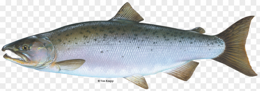 River FISH Coho Salmon Chinook Rainbow Trout Brook PNG