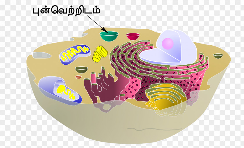 Taça Cèl·lula Animal Vacuole Cell Organelle PNG