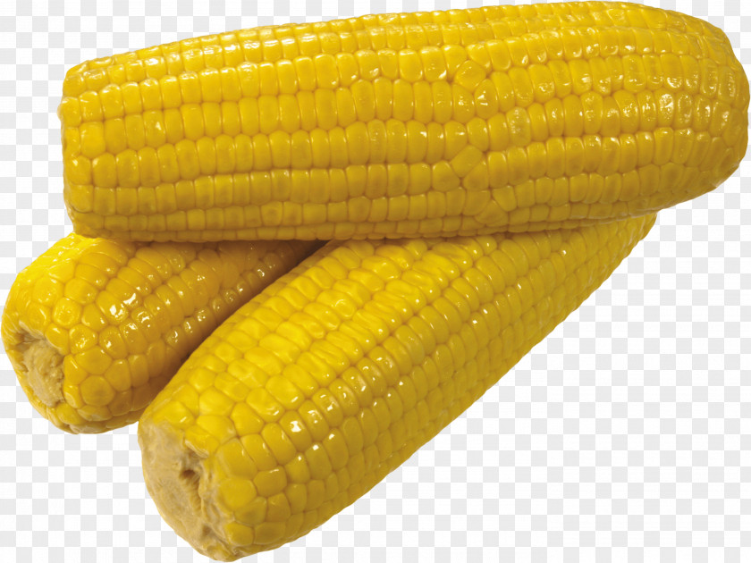 Yellow Corn Image On The Cob Sweet Waxy Cereal PNG