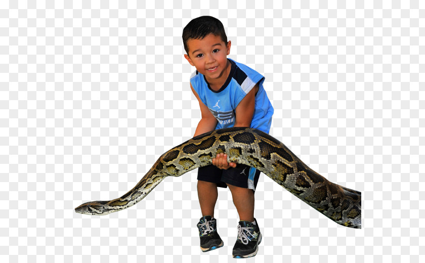 Anaconda Venomous Snake Clip Art PNG