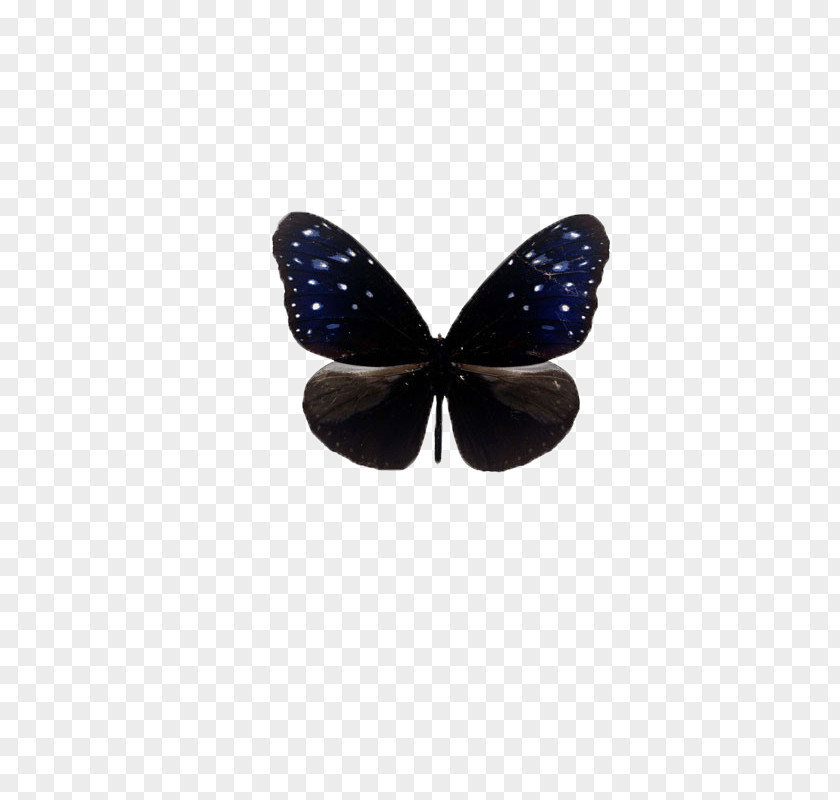 Butterfly,insect,specimen Icon PNG