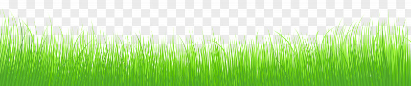 Spring Grass Transparent Clip Art Image Wheatgrass Green Leaf Plant Stem Wallpaper PNG