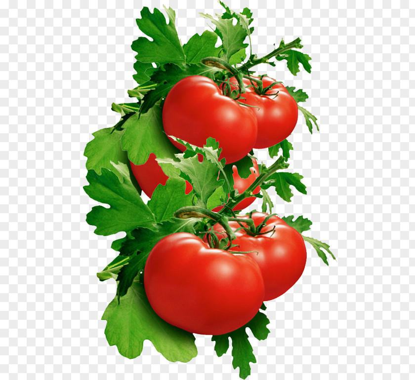 Tomato Italian Pie Bush Clip Art PNG