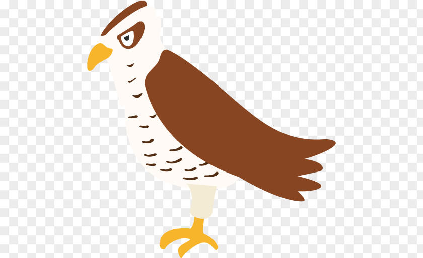 Beak Clip Art Illustration Bird Of Prey PNG