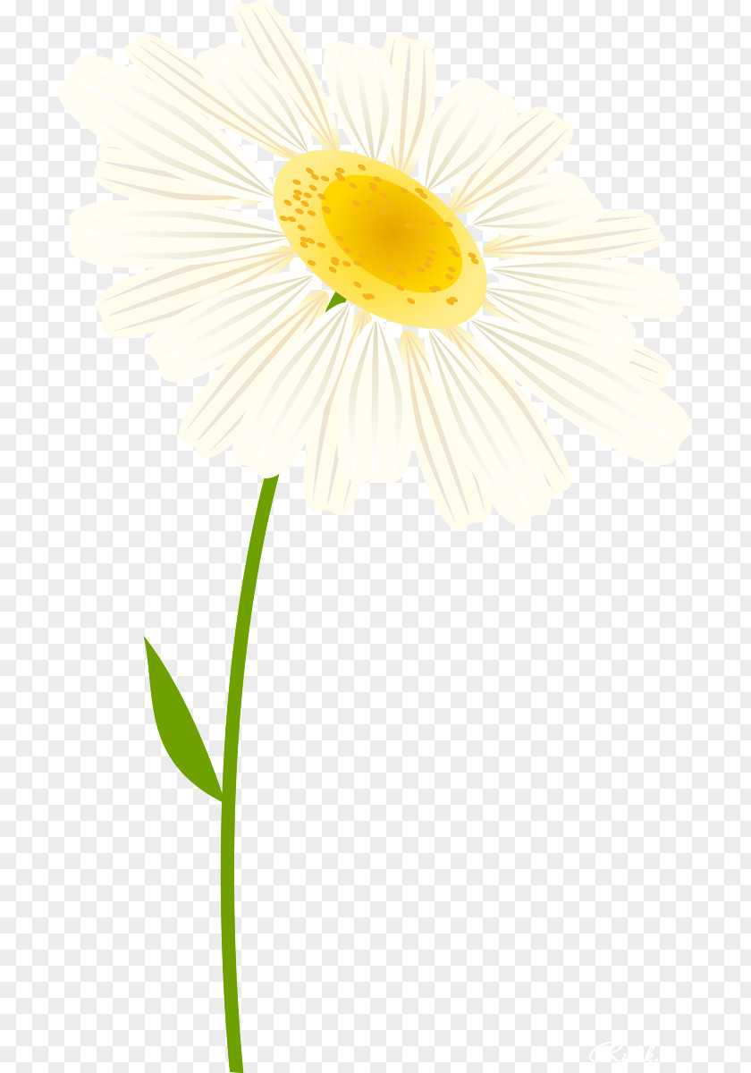 Camomile Daisy Family Oxeye Cut Flowers Transvaal PNG