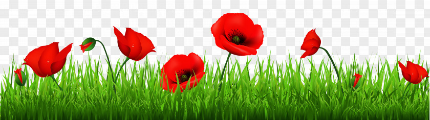 Grass With Beautiful Poppies Clipart Poppy Flowers Common Armistice Day Clip Art PNG
