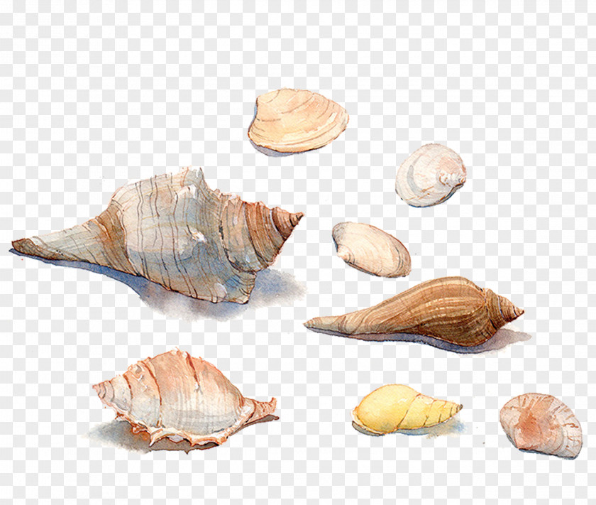 Hand-painted Watercolor Conch Shell Material Seashell Painting Sea Snail Conchology PNG