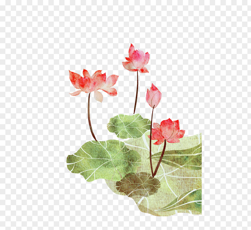 Lotus Leaf Nelumbo Nucifera Poster Illustration PNG
