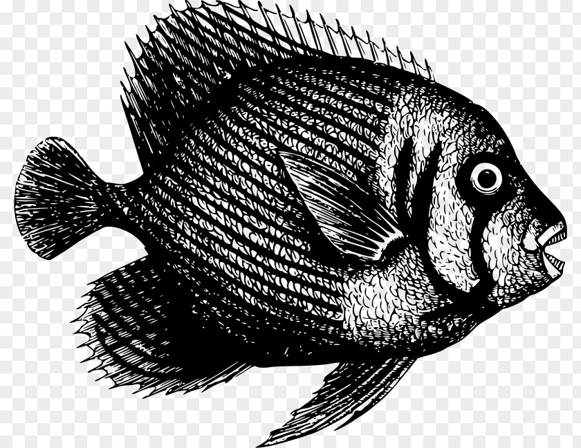 Nine Fish Tilapia PNG