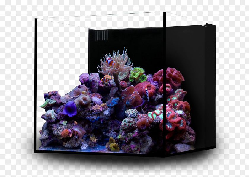 5 And 10 Gallon Aquarium Kits Reef Nano Coral PNG