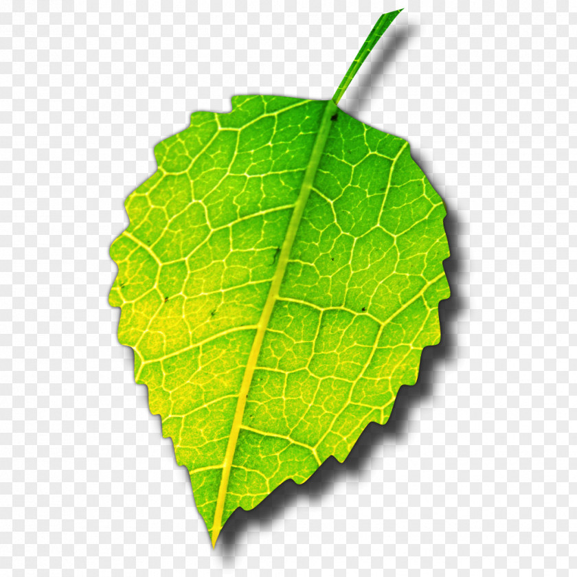 Apple App Store Computer Software Desktop Wallpaper PNG