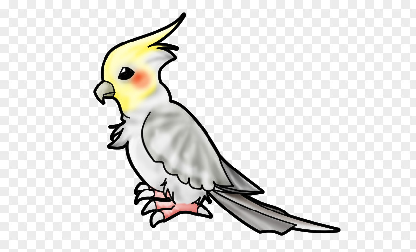 Bird Cockatiel Budgerigar Drawing Clip Art PNG