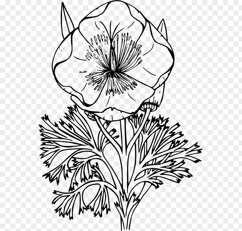 California Poppy Remembrance White Drawing PNG