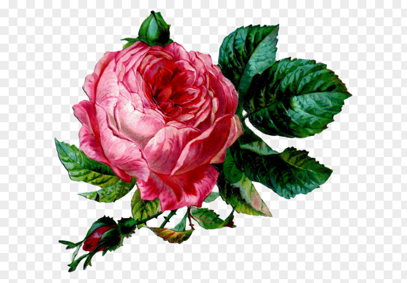 Flower Vintage Clothing Garden Roses Clip Art PNG