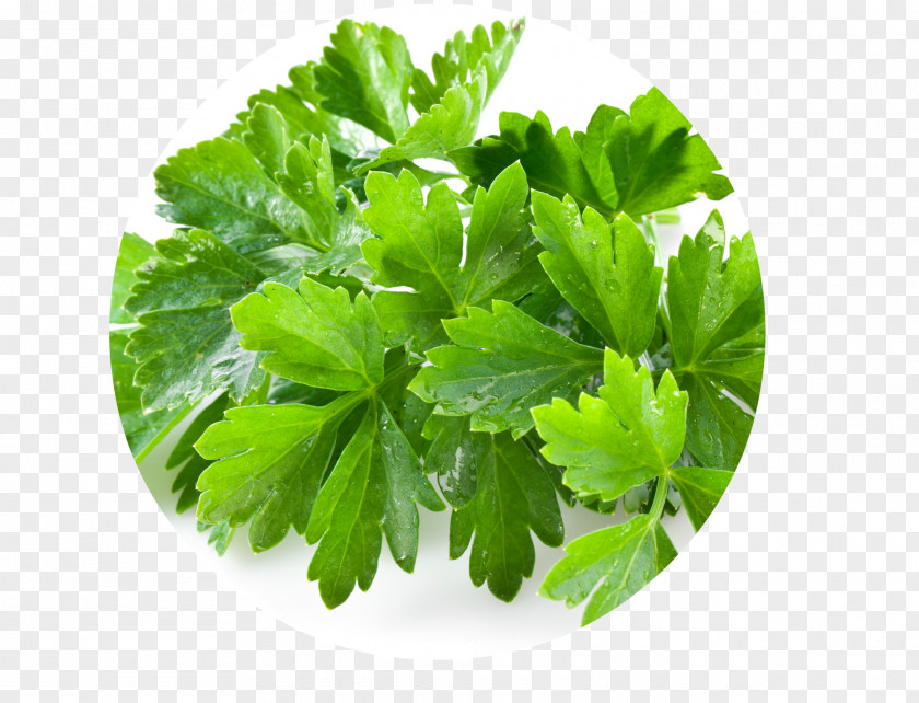 Parsley Mediterranean Cuisine Coriander Organic Food Herb Flavor PNG