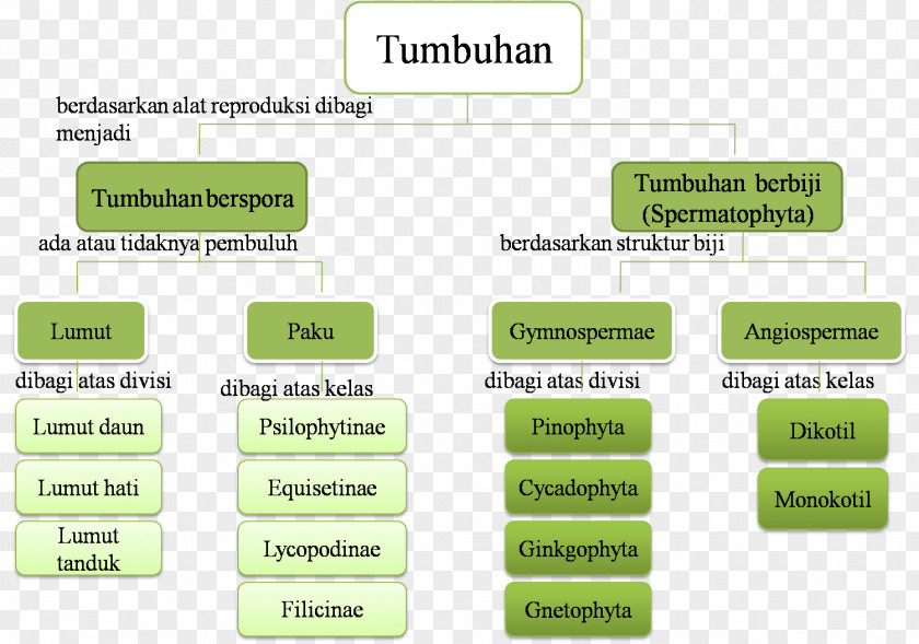 Plant Seed Plants Concept Map Medicinal Burknar PNG