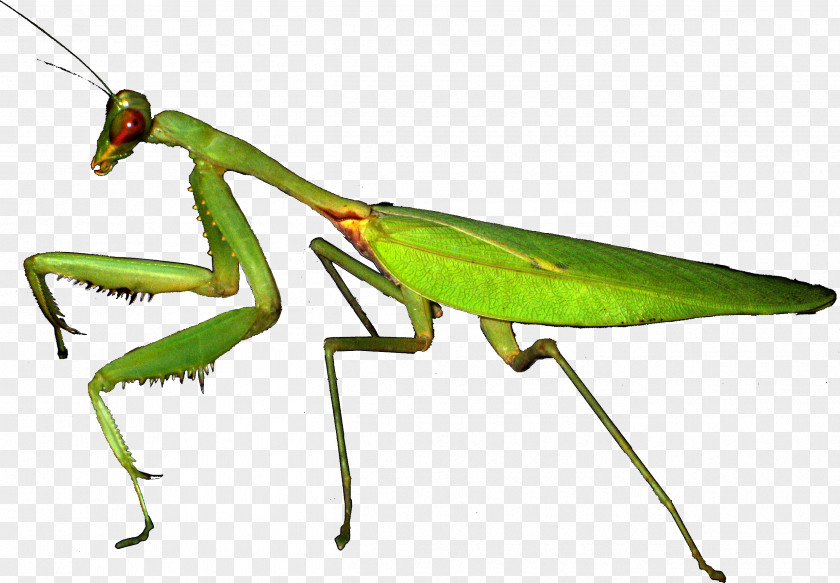 Creative Grass European Mantis Grasshopper Insect Kung Fu Panda PNG