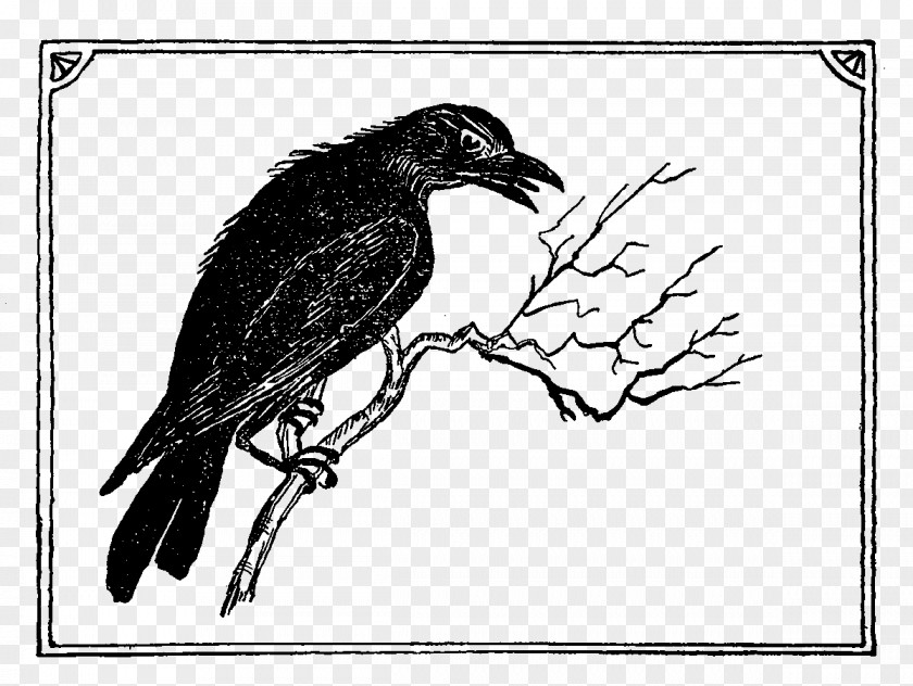Crow Print American Common Raven Drawing Feather Beak PNG