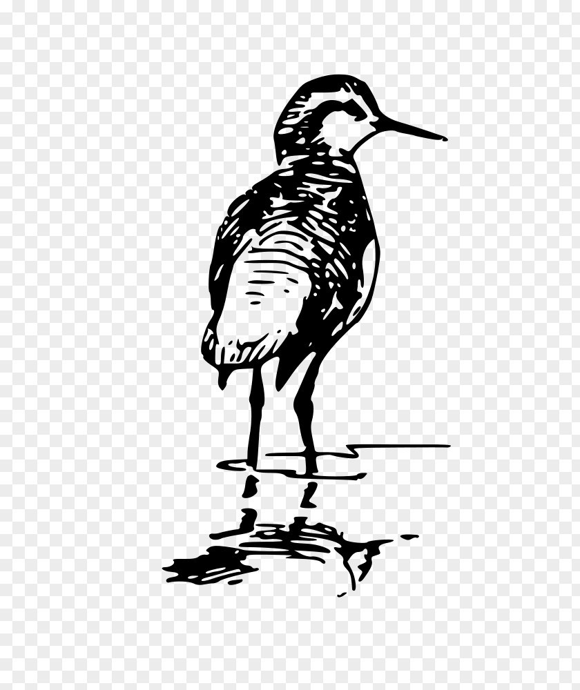 Duck Bird Phalaropes Clip Art PNG
