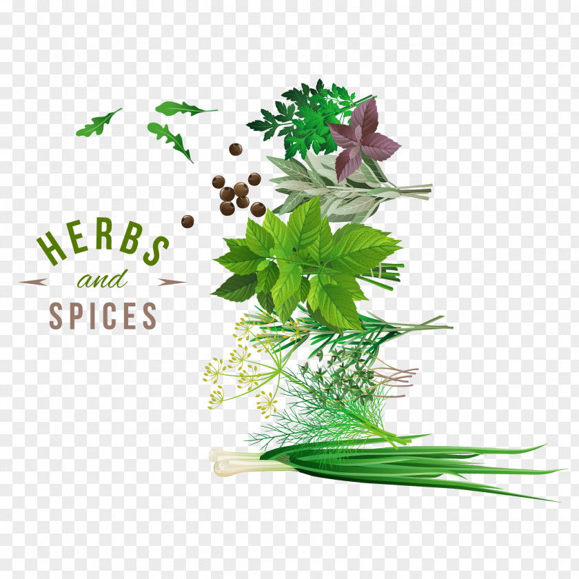 Fresh Herbs And Spices Vector Design Material Download Herb Spice Vegetable PNG