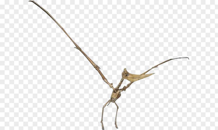 Insect Twig Plant Stem Line PNG