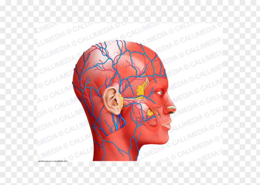 Nose Muscle Blood Vessel Human Anatomy Head PNG