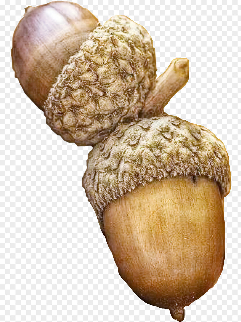 Nuts Seeds Vegetable Nut Acorn Plant & PNG