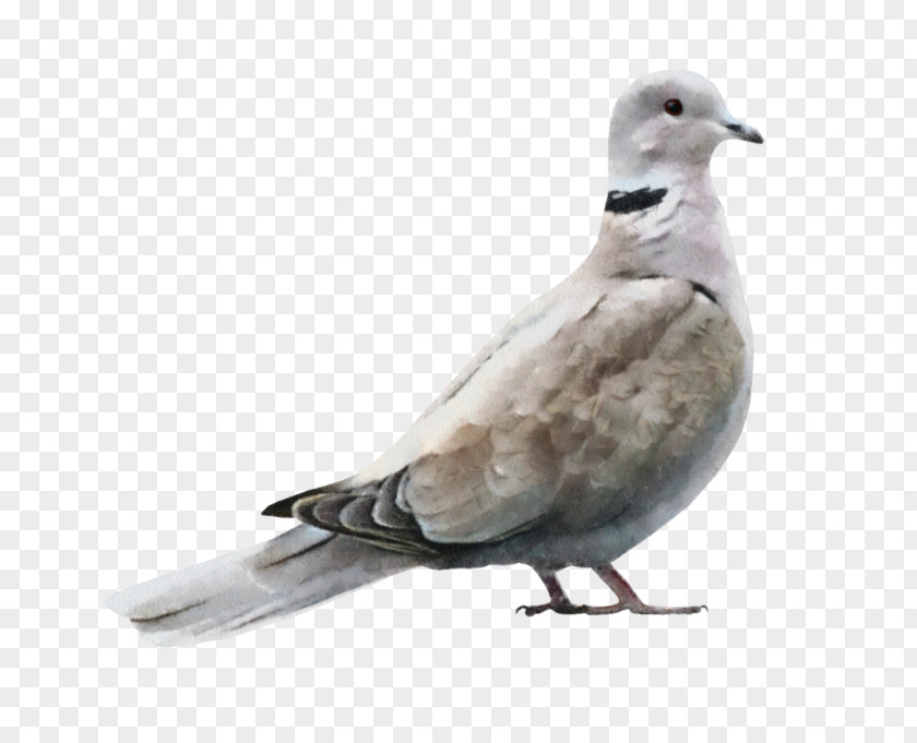 Bird Gulls Image PNG